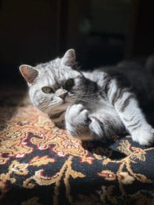 Chloe